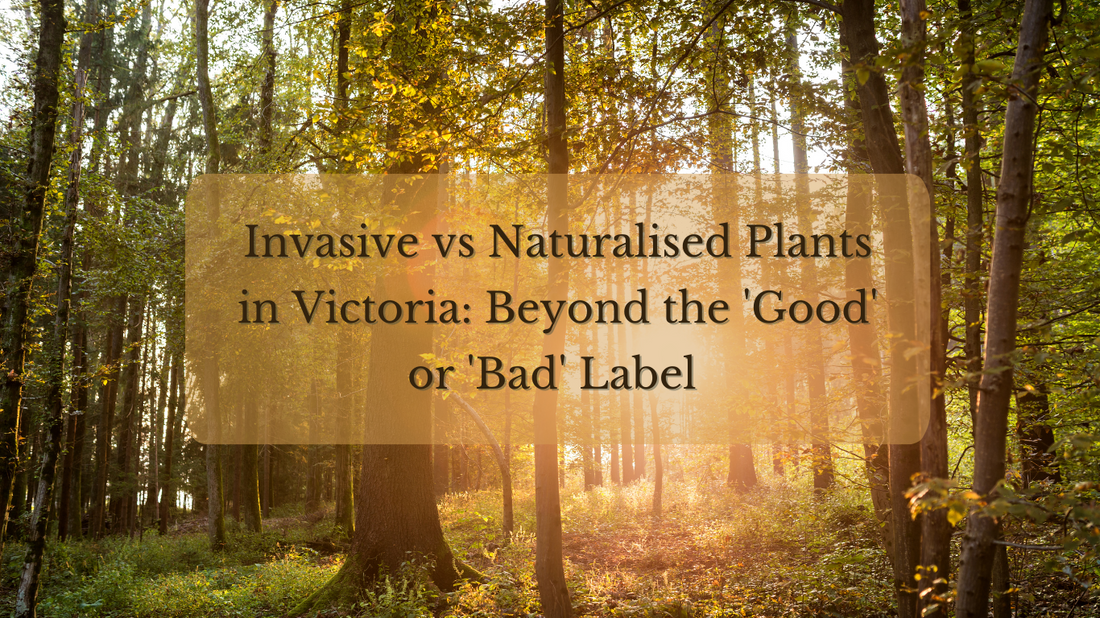 Invasive Plants – Are They Really 'Bad'? Understanding Their Role in Ecosystems